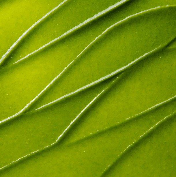 Close-up of fresh green leaf with intricate lines and texture, symbolizing natural beauty and vitality.