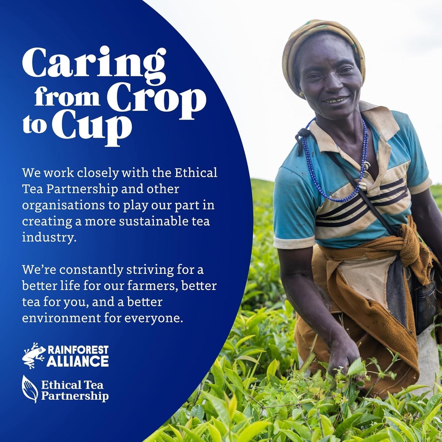 Original Tetley Tea Bags