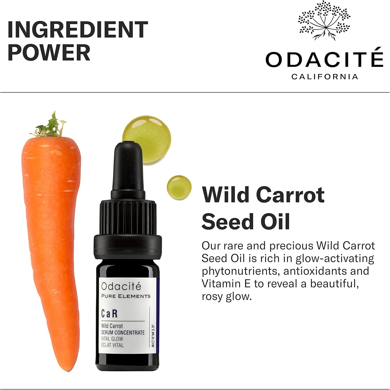 Odacité  Wild Carrot Seed Oil with a carrot and dropper on a white background