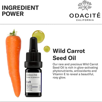 Odacité  Wild Carrot Seed Oil with a carrot and dropper on a white background
