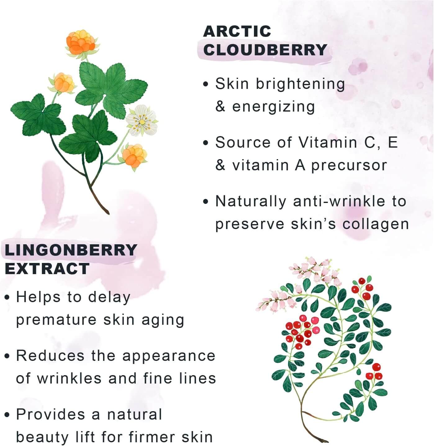 Illustration of arctic cloudberry and lingonberry extract with text on skin benefits Lumene