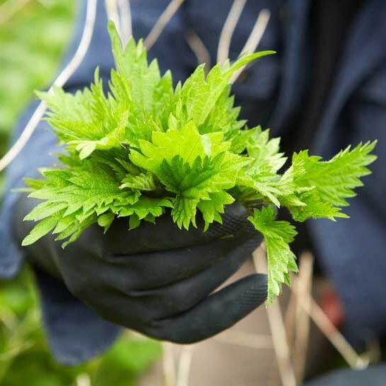 Person wearing black gloves holding a bunch of fresh green leaves.