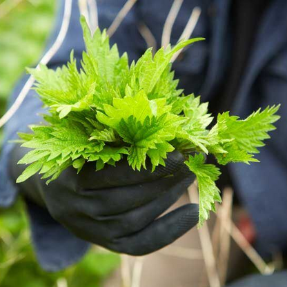 Person wearing black gloves holding a bunch of fresh green leaves.