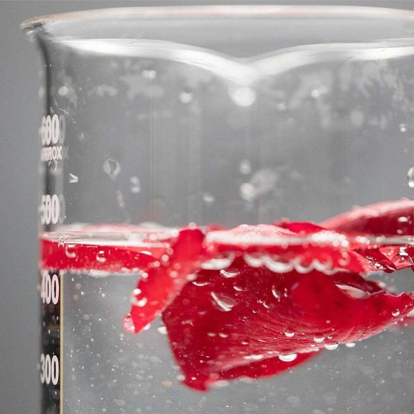 Red flower submerged in water inside a clear beaker with measurement markings. Korres 
