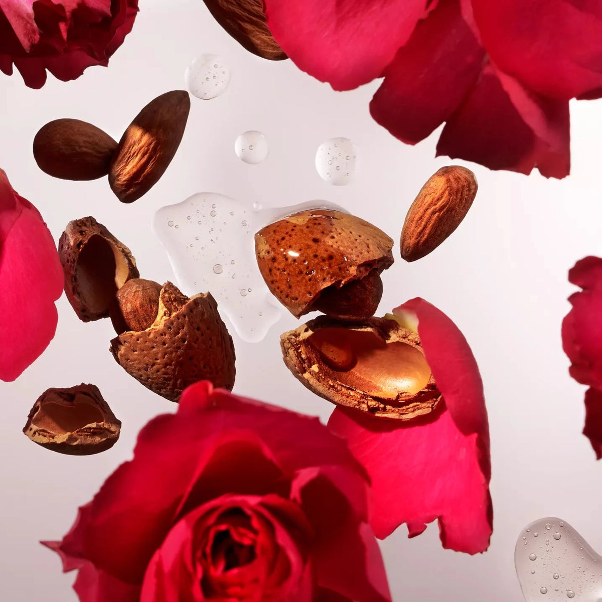 Red roses and almonds on a white background