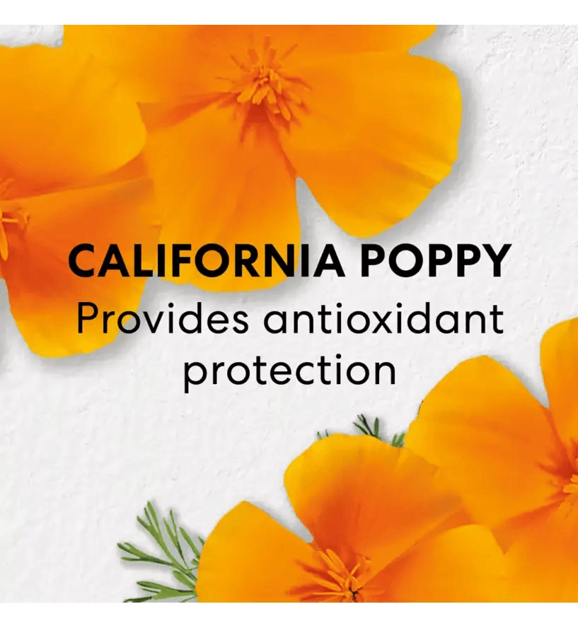 California poppy flowers on a white background, highlighting antioxidant protection benefits.