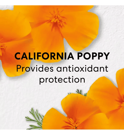 California poppy flowers on a white background, highlighting antioxidant protection benefits.